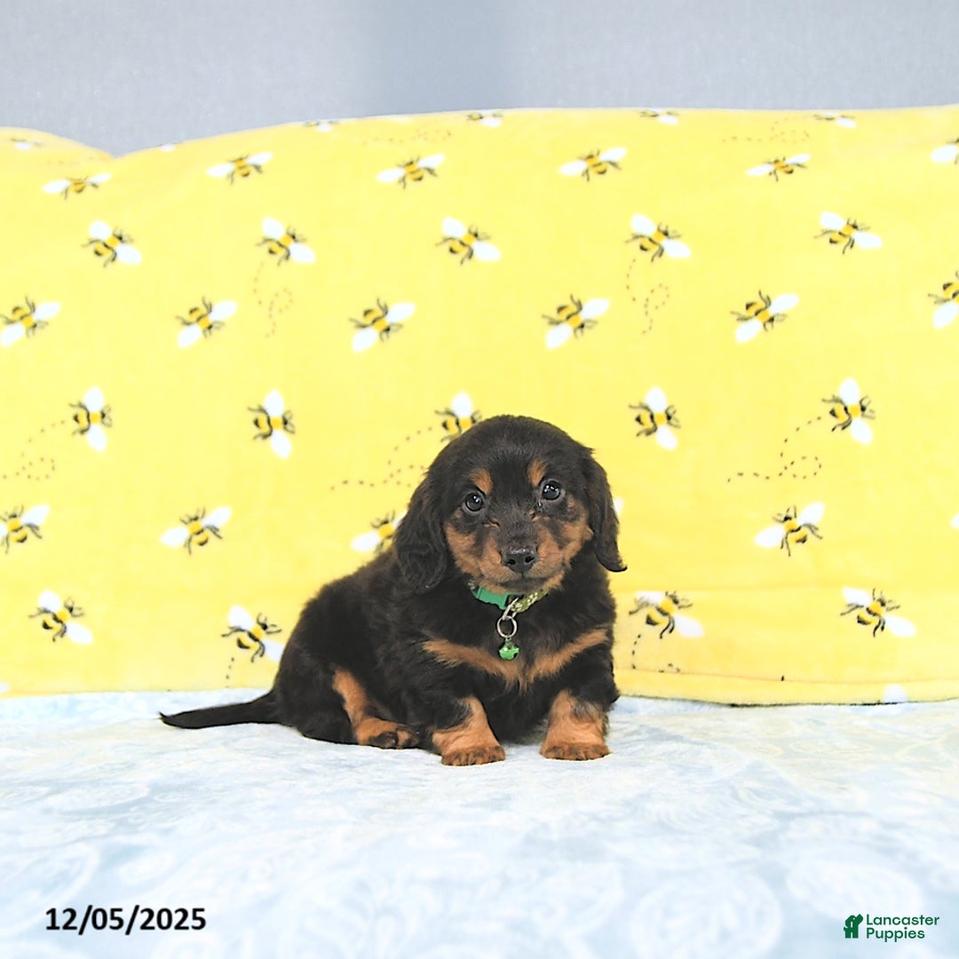 Miniature Dachshund dogs for sale: Prince   - Ad 1