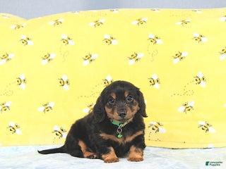 Miniature Dachshund dogs Prince - Ad 28
