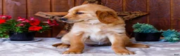 Golden Retriever dogs for sale: Calla - Ad 5