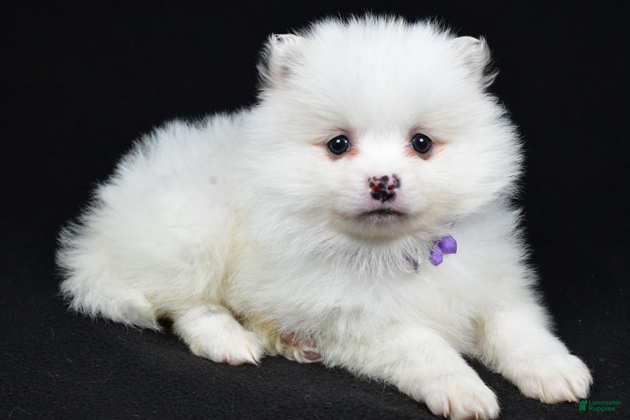 Pomeranian dogs Piper - Ad 1