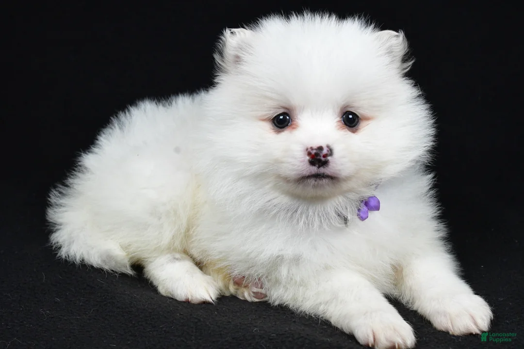 Pomeranian dogs for sale: Piper - Ad 1