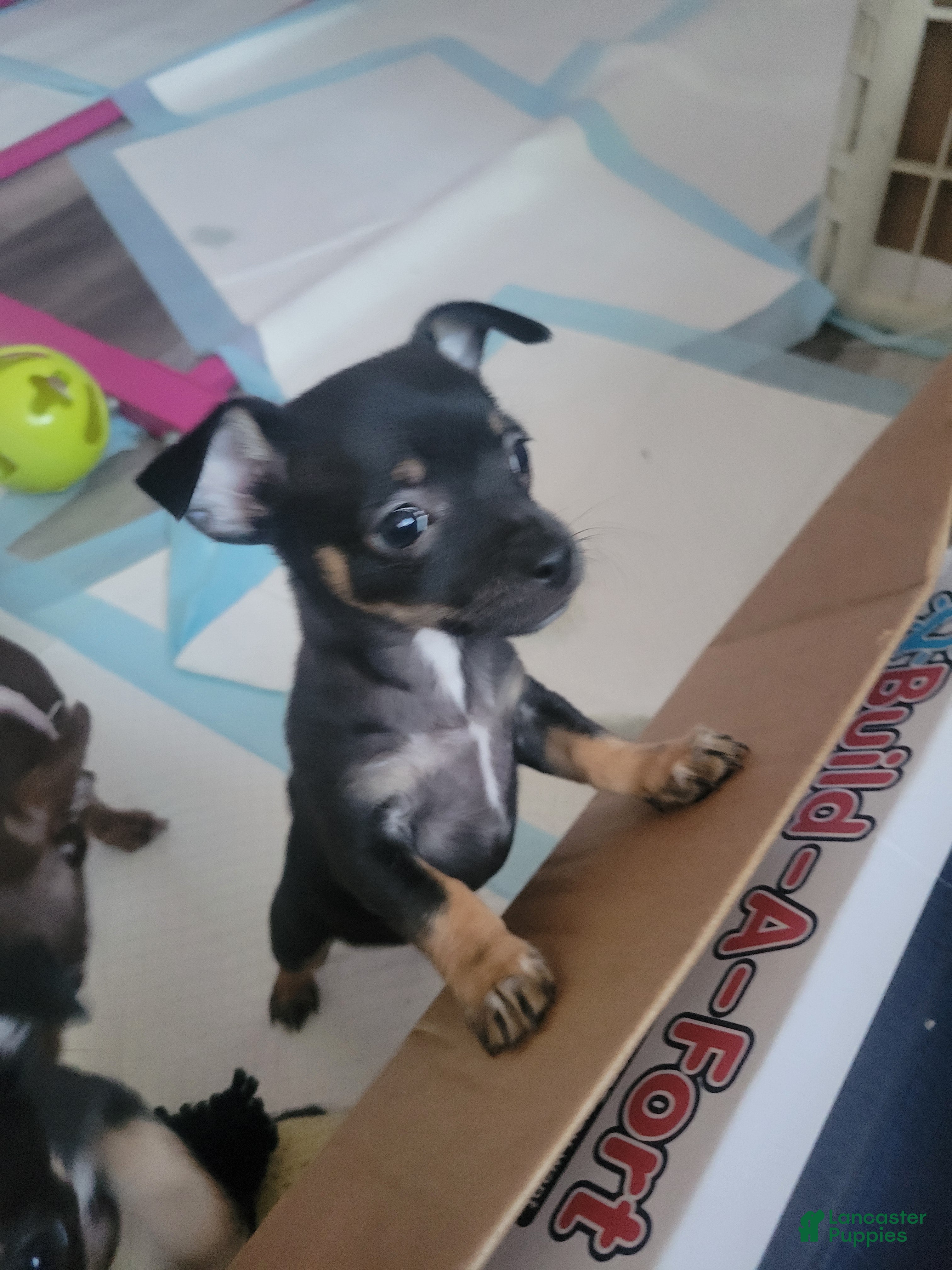 Chihuahua dogs Prince - Ad 2