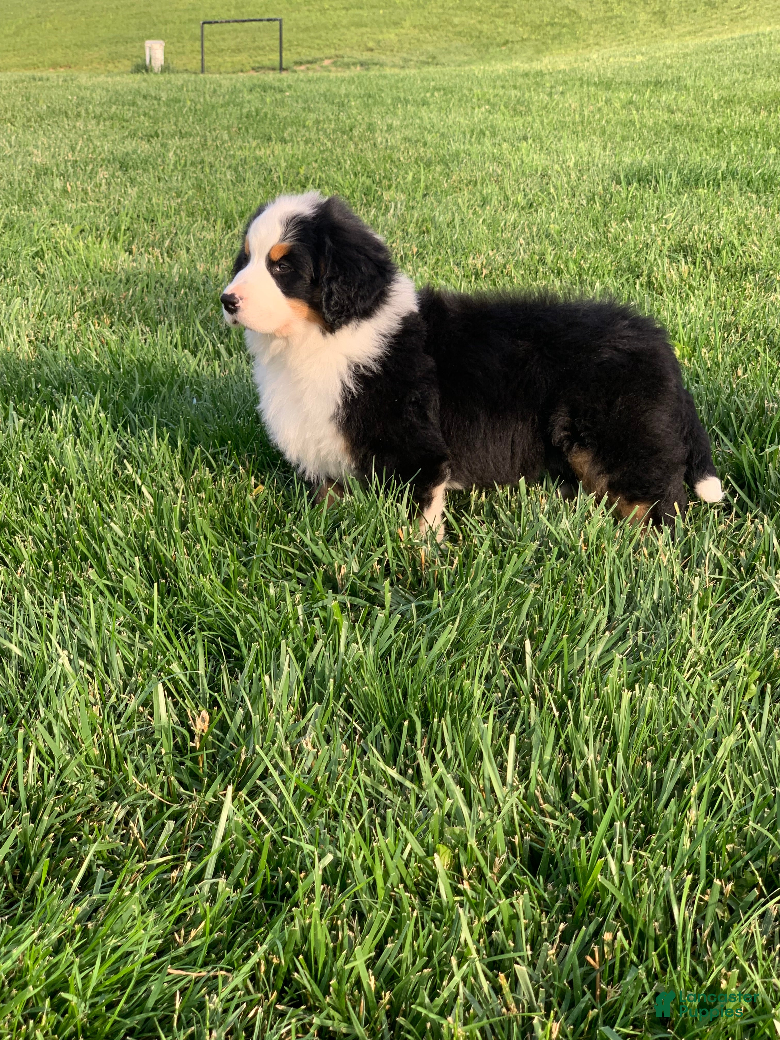 Bernese Mountain Dog dogs for sale: Nemo - Ad 16