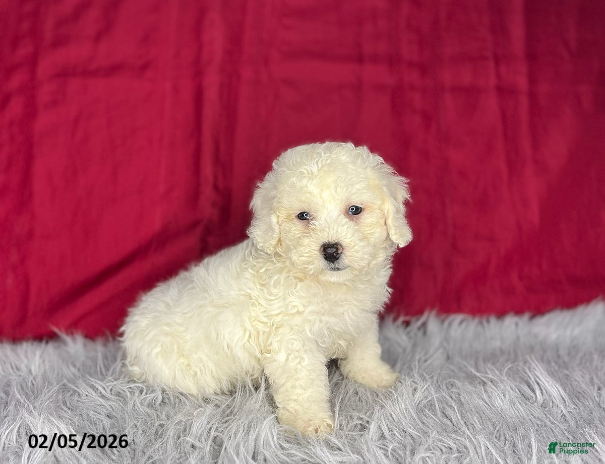 Bichon Frise dogs Jojo - Ad 22