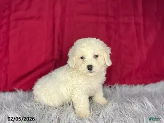 Bichon Frise dogs Jojo - Ad 22