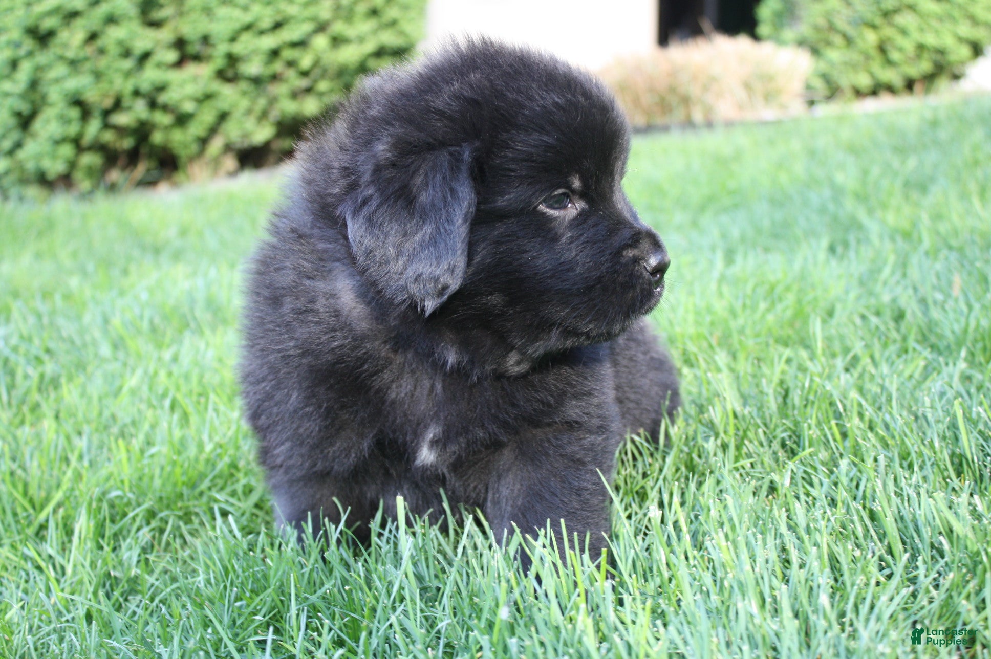 Newfoundland dogs Diesel  - Ad 2