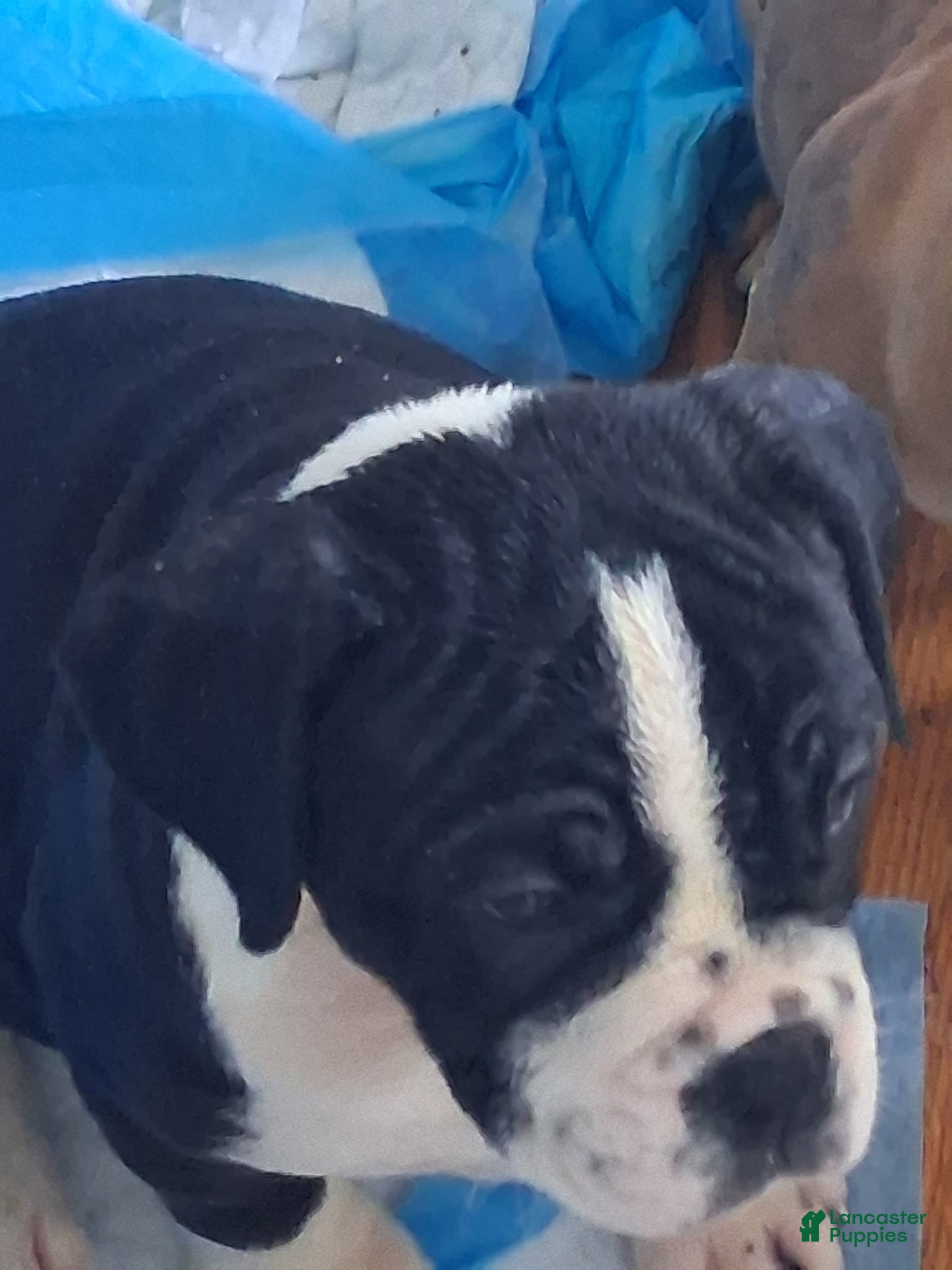 Mixed Breed dogs Jackiee Chan - Ad 29