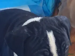 Mixed Breed dogs Jackiee Chan - Ad 29