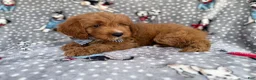 Cavapoo dogs for sale: Benson - Ad 8