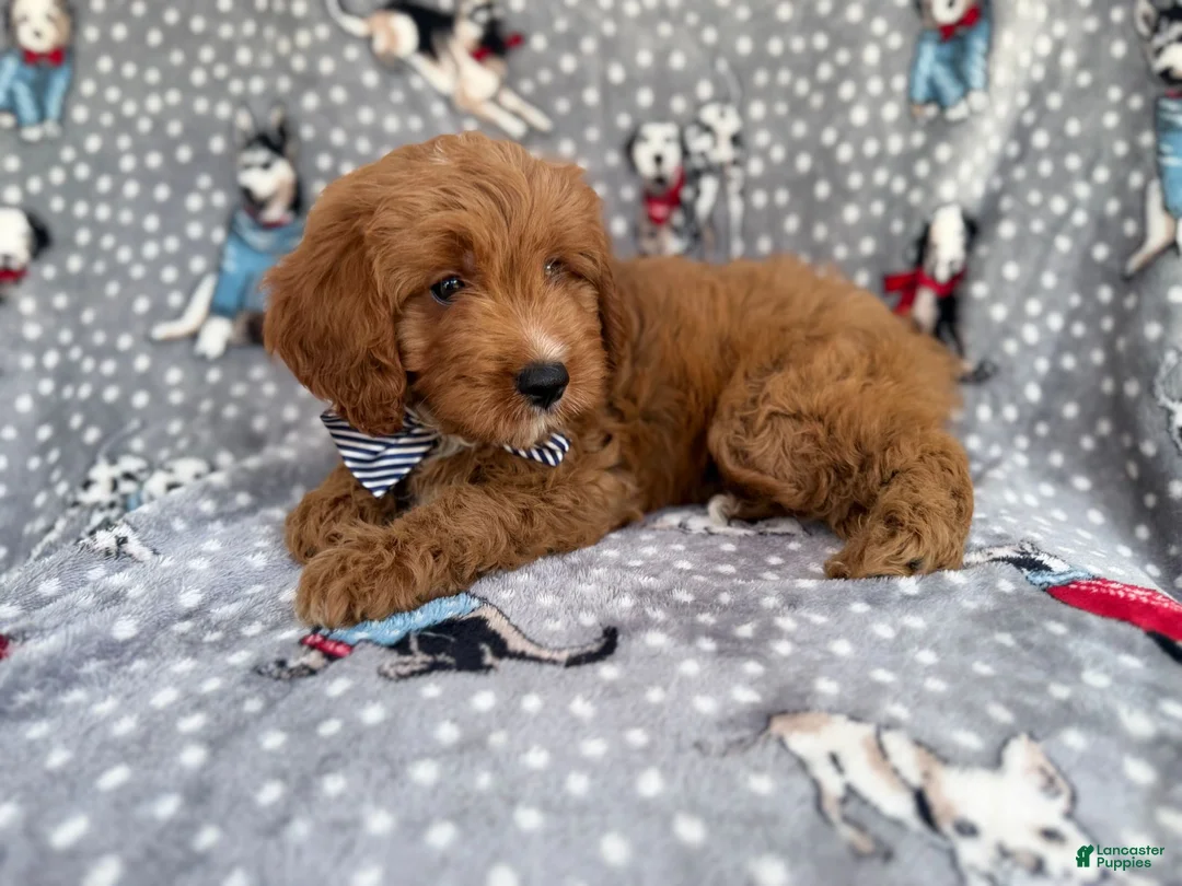 Cavapoo dogs for sale: Benson - Ad 8