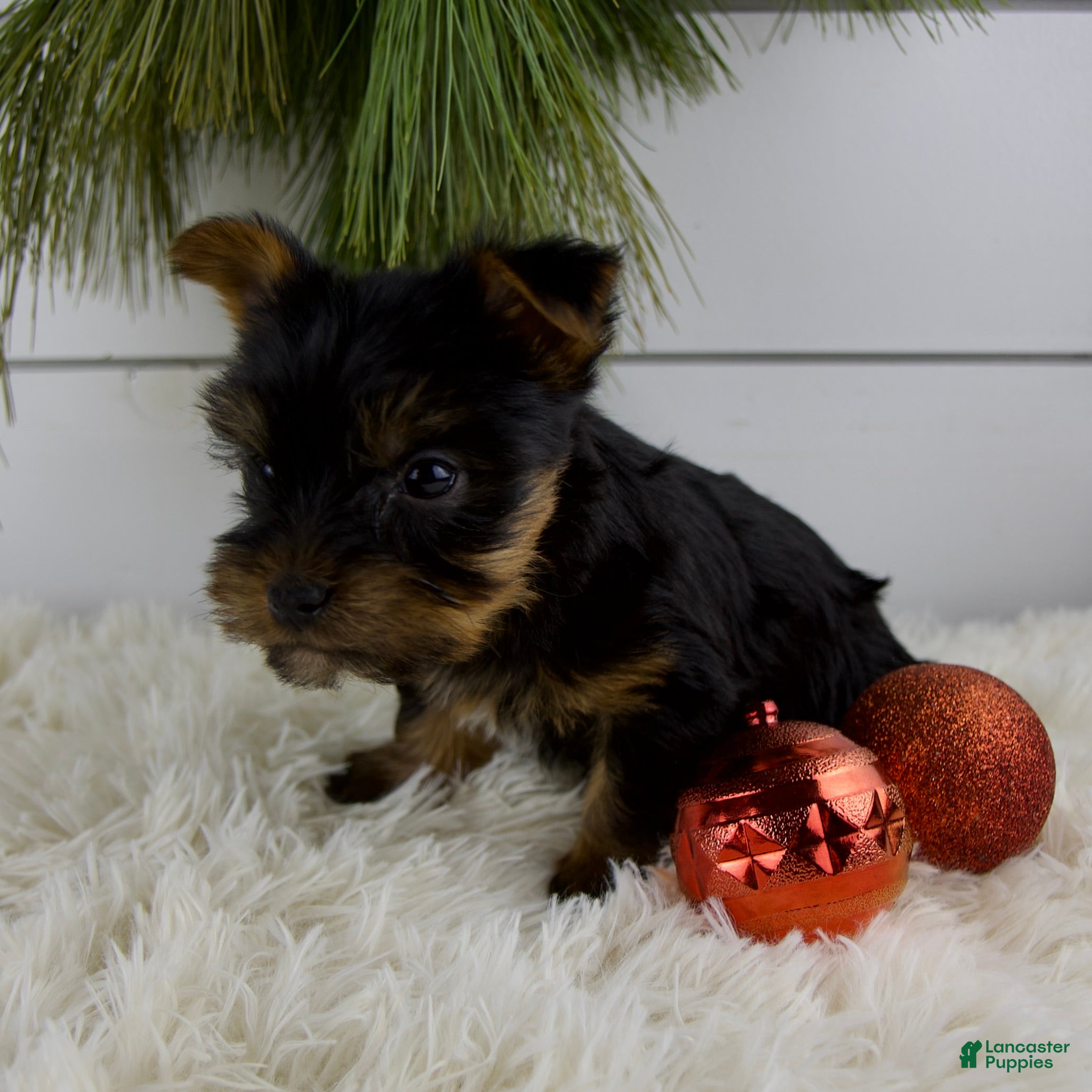 Yorkshire Terrier dogs Carson - Ad 3