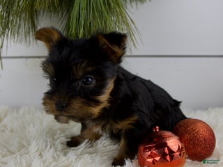 Yorkshire Terrier dogs Carson - Ad 6