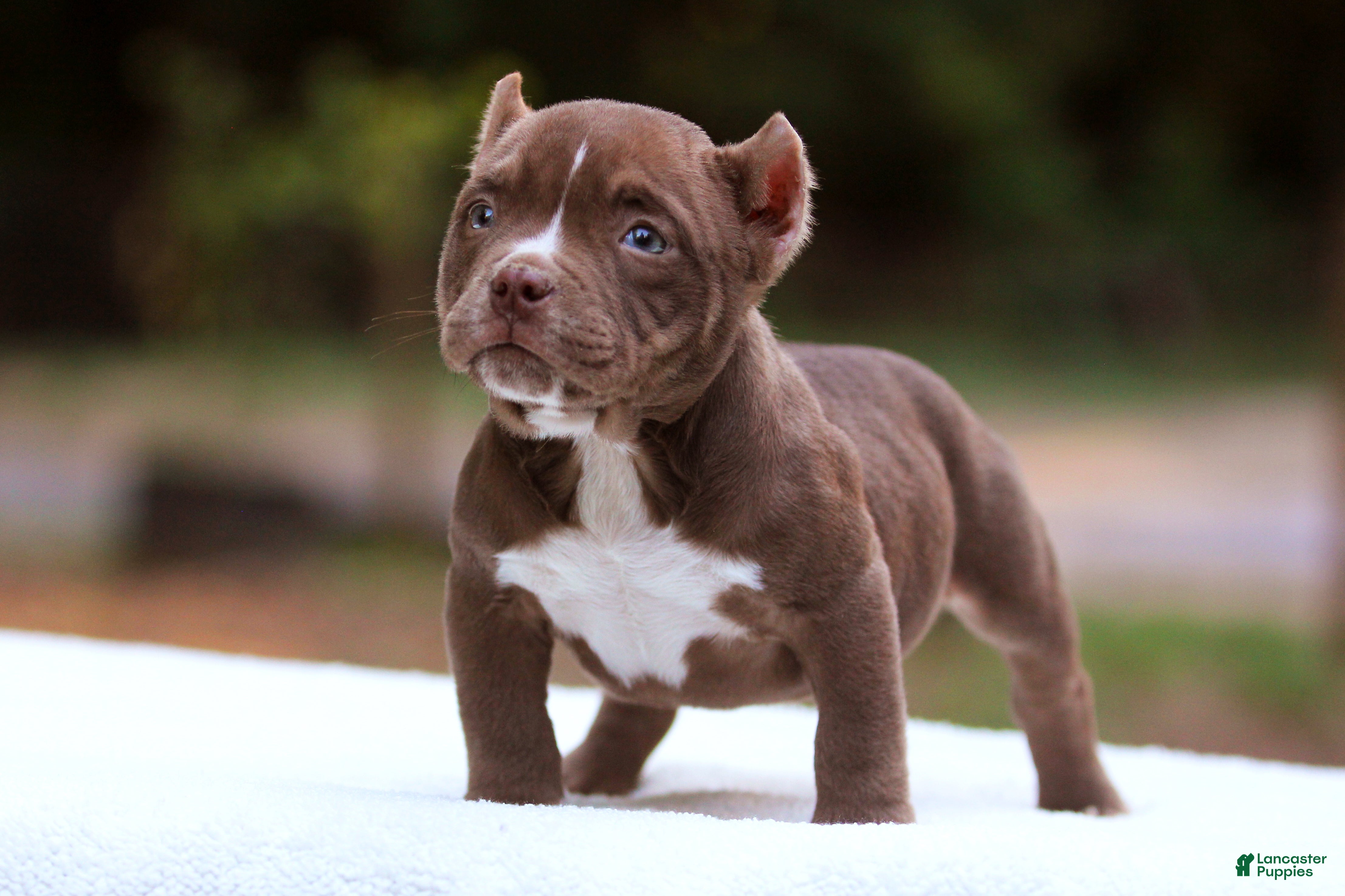 American Bully dogs Chocolate Female - Ad 2