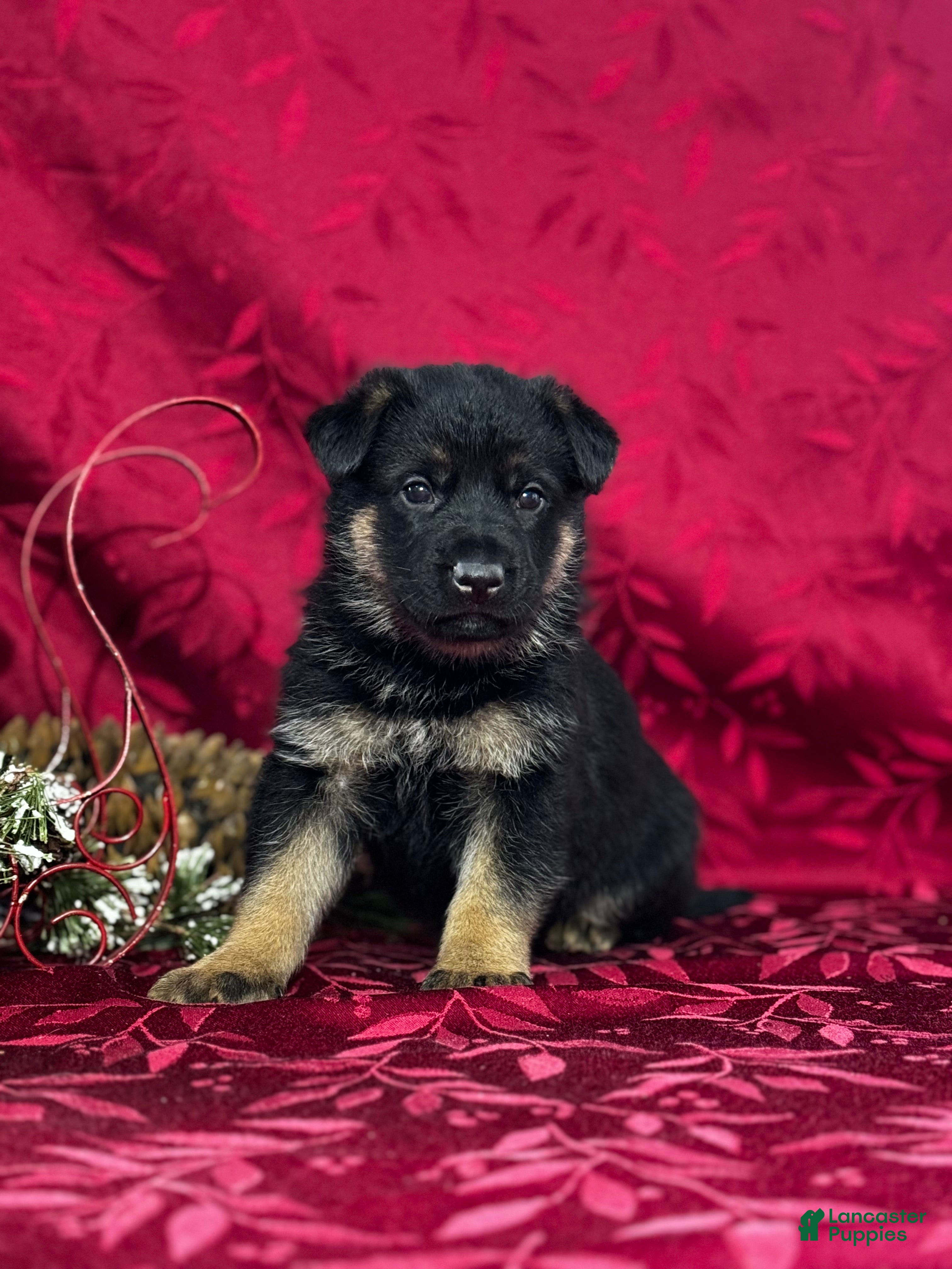 German Shepherd dogs for sale: Diego - Ad 3