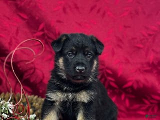 German Shepherd dogs for sale: Diego - Ad 3