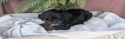 Cockapoo dogs for sale: Harmony  - Ad 10