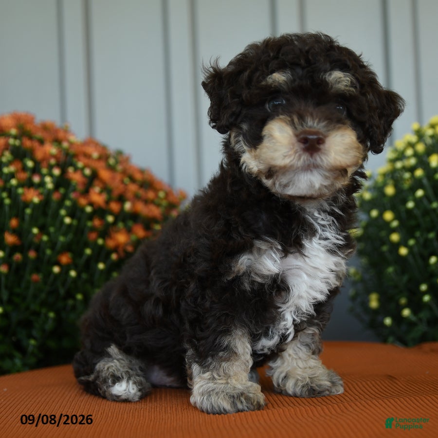 Miniature Poodle dogs Ollie - Ad 2