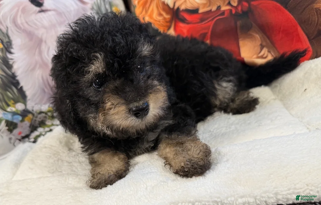 Maltipoo dogs for sale: Maltipoo Puppy 3 - Ad 5