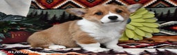 Welsh Corgi Pembroke dogs for sale: Honey Bear - Ad 2