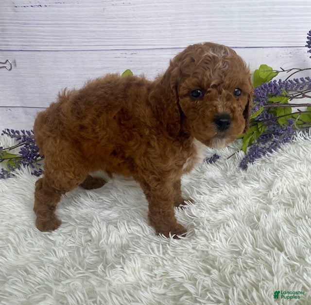 Miniature Poodle dogs Toby - Ad 2