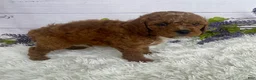 Miniature Poodle dogs for sale: Toby - Ad 2