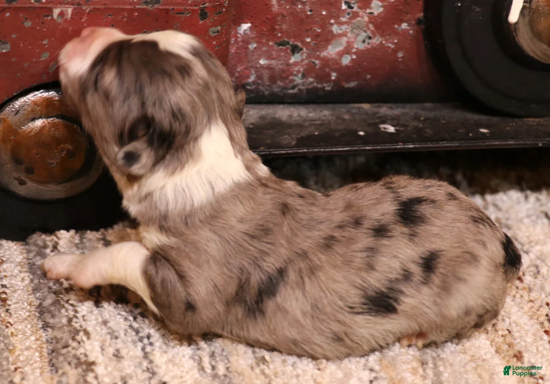 Toy Australian Shepherd dogs for sale: Inka blue merle f - Ad 2