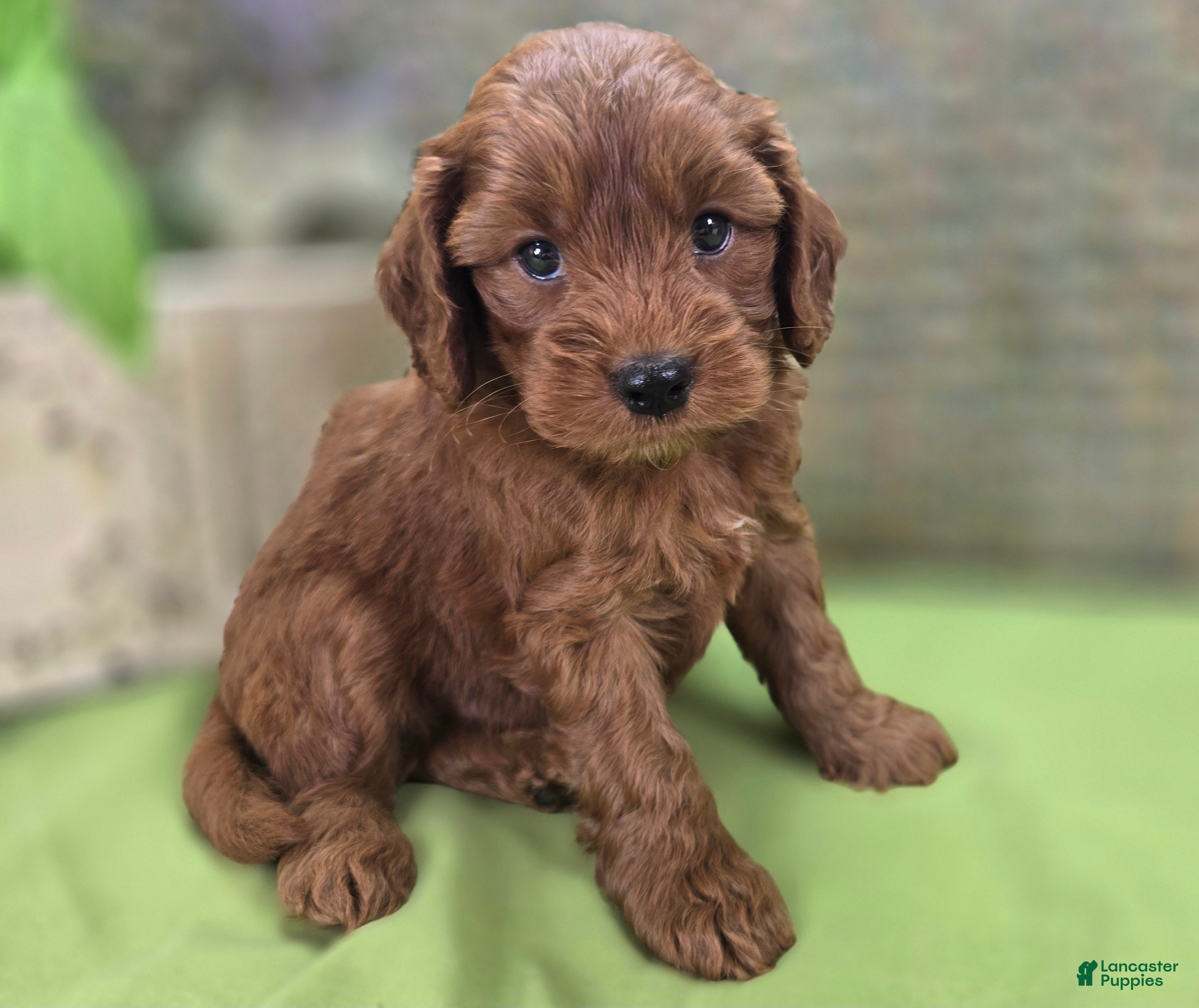 Cockapoo dogs Milan - Ad 16