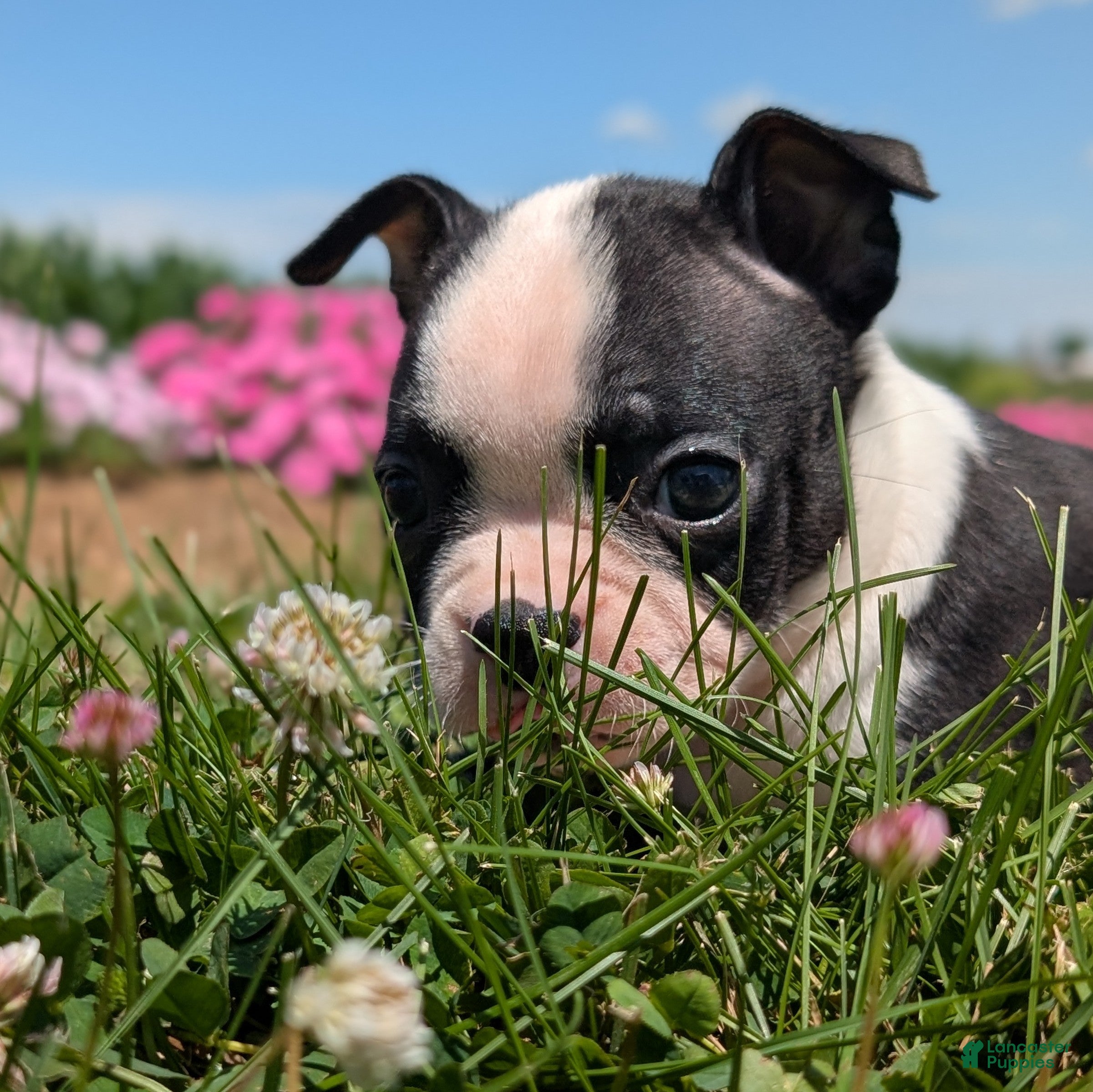 Boston Terrier dogs Hershey - Ad 1