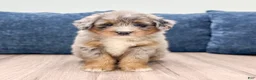Mini Bernedoodle dogs for sale: Sugar - Ad 1
