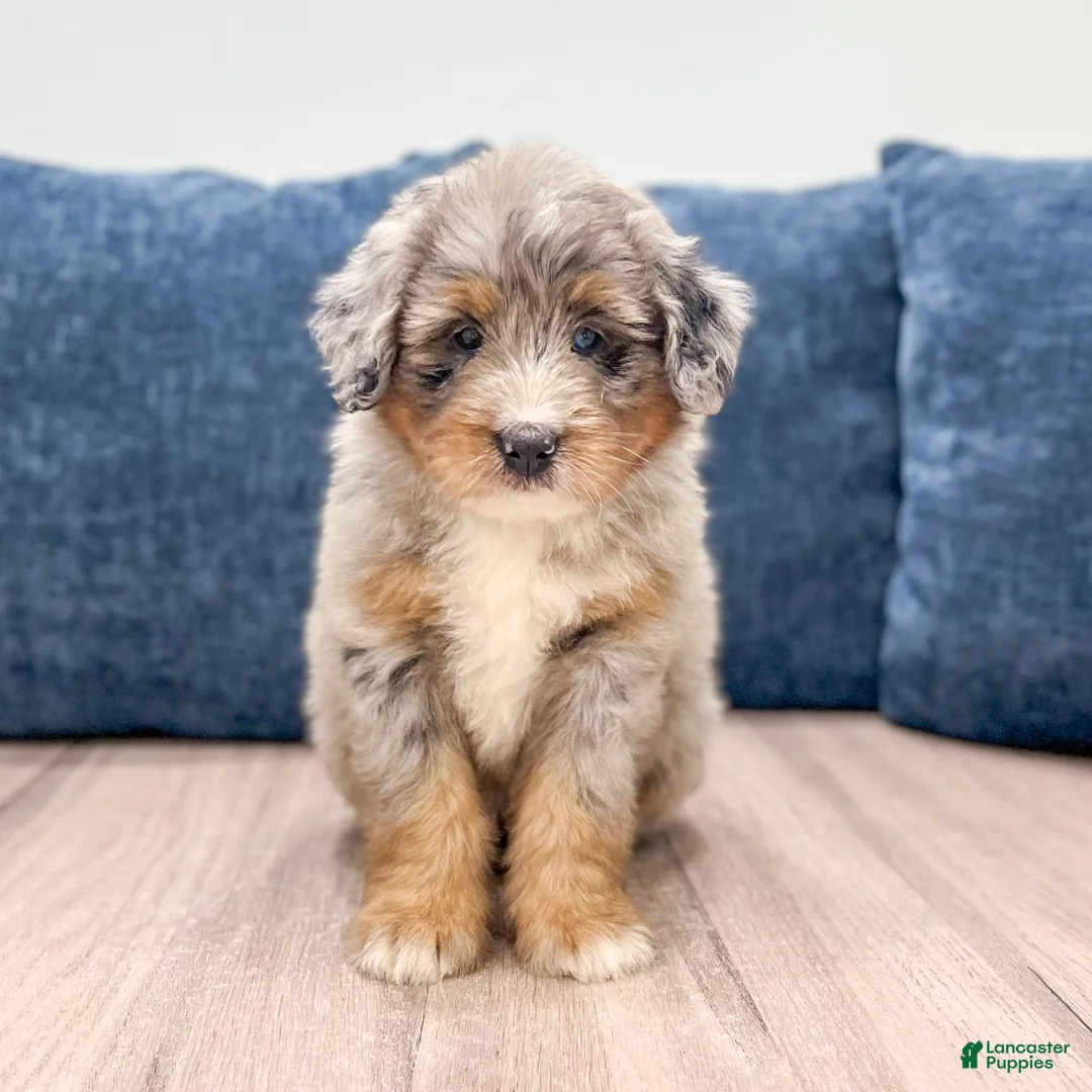 Mini Bernedoodle dogs for sale: Sugar - Ad 1