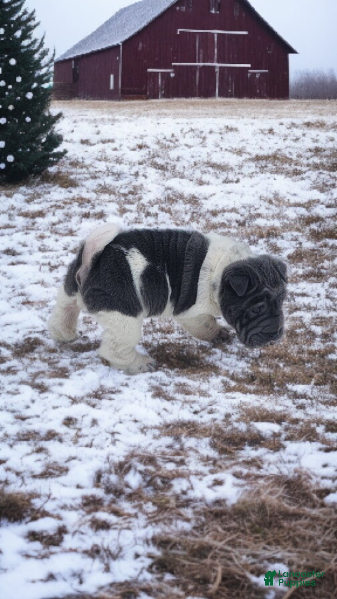 Shar Pei dogs for sale: Bluebelle blue flower mini  - Ad 11