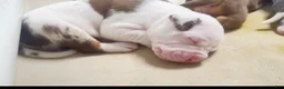 American Bully dogs for sale: American Bully 3 - Ad 3