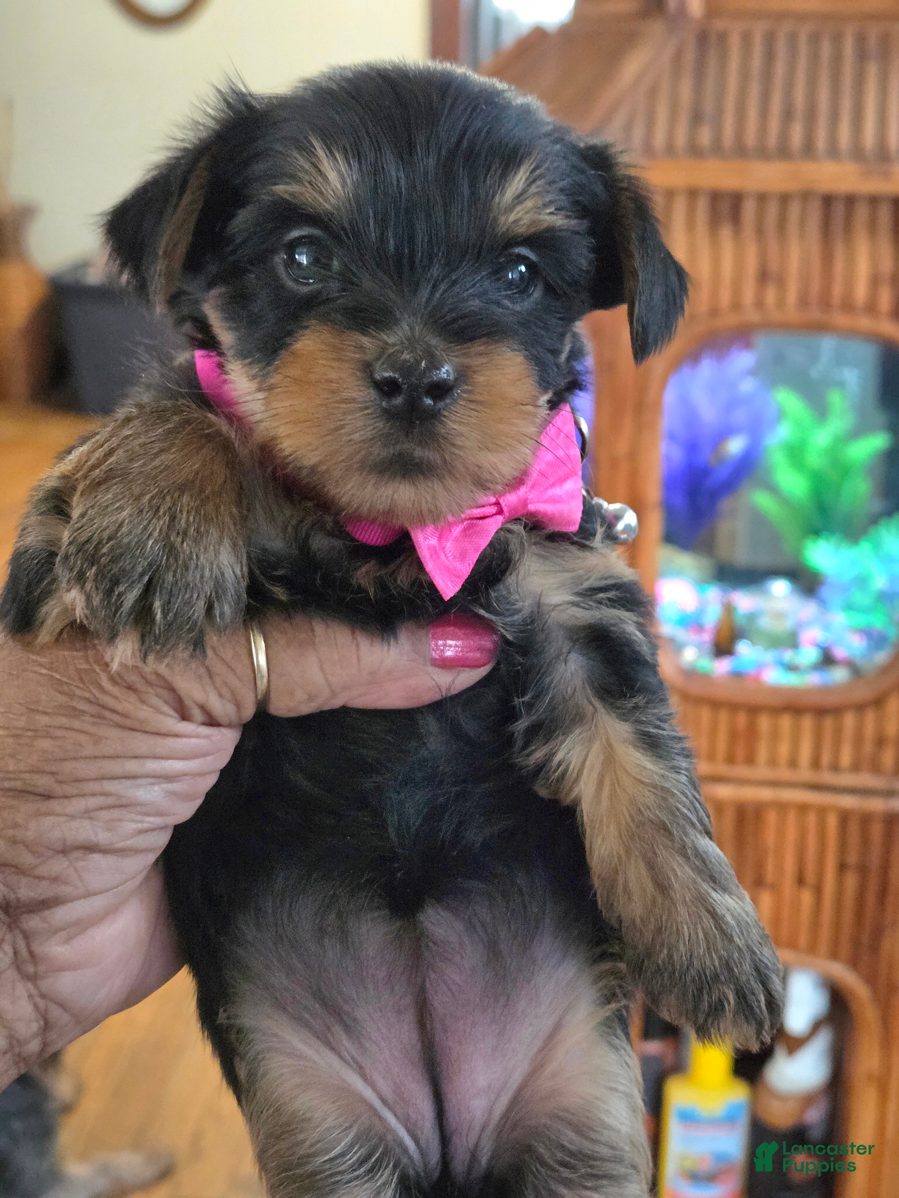 Yorkshire Terrier dogs Yoshi - Ad 1