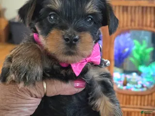 Yorkshire Terrier dogs for sale: Yoshi - Ad 3