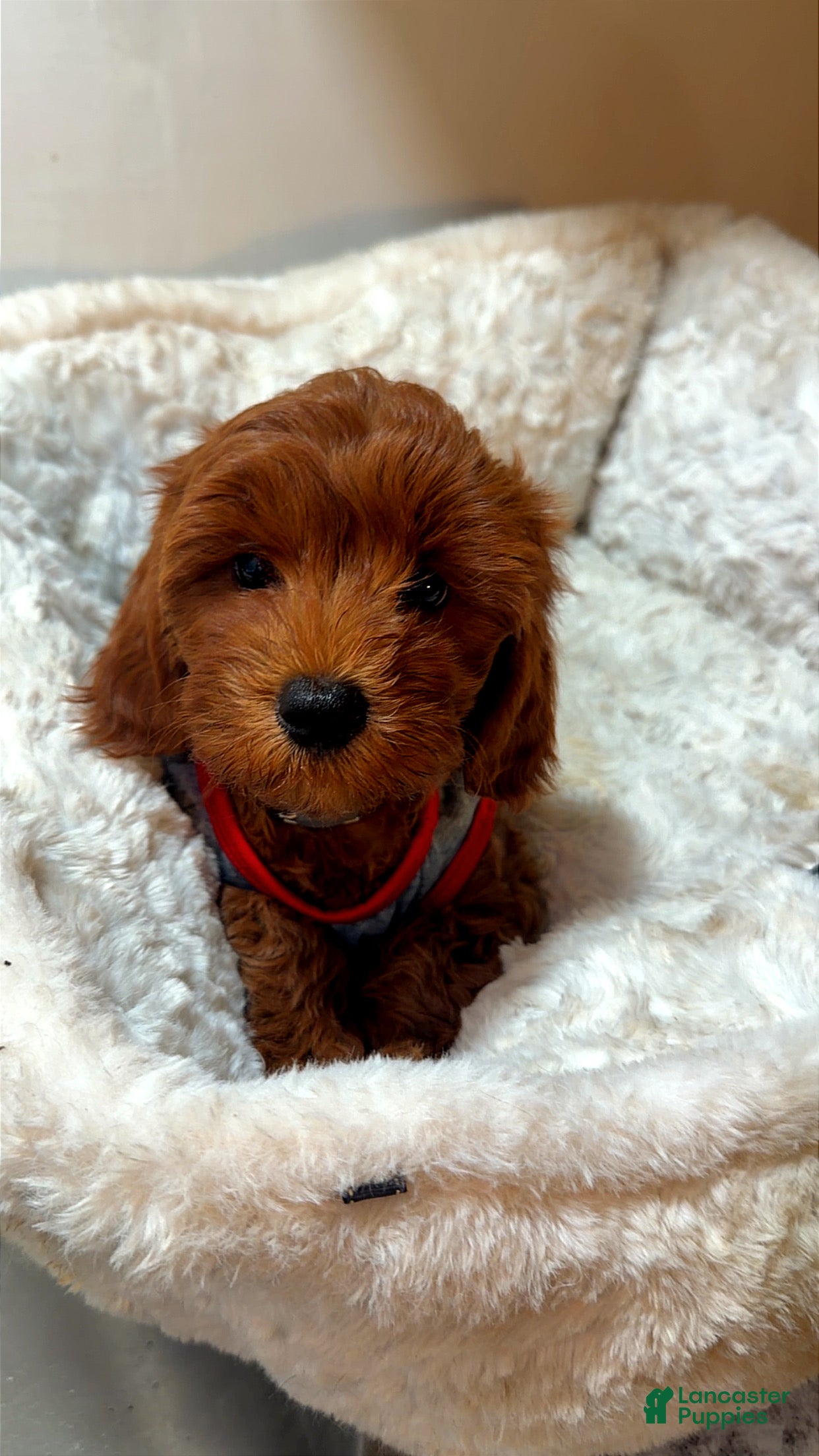 Cavapoo dogs for sale: Biscuit - Ad 3