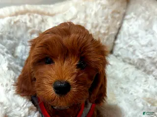 Cavapoo dogs Biscuit - Ad 22