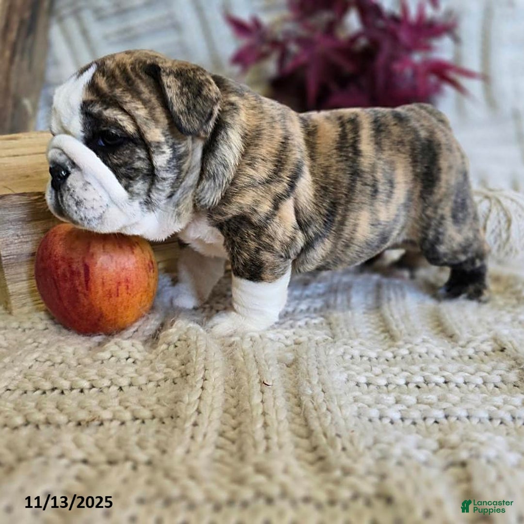 English Bulldog dogs for sale: Maria  - Ad 16