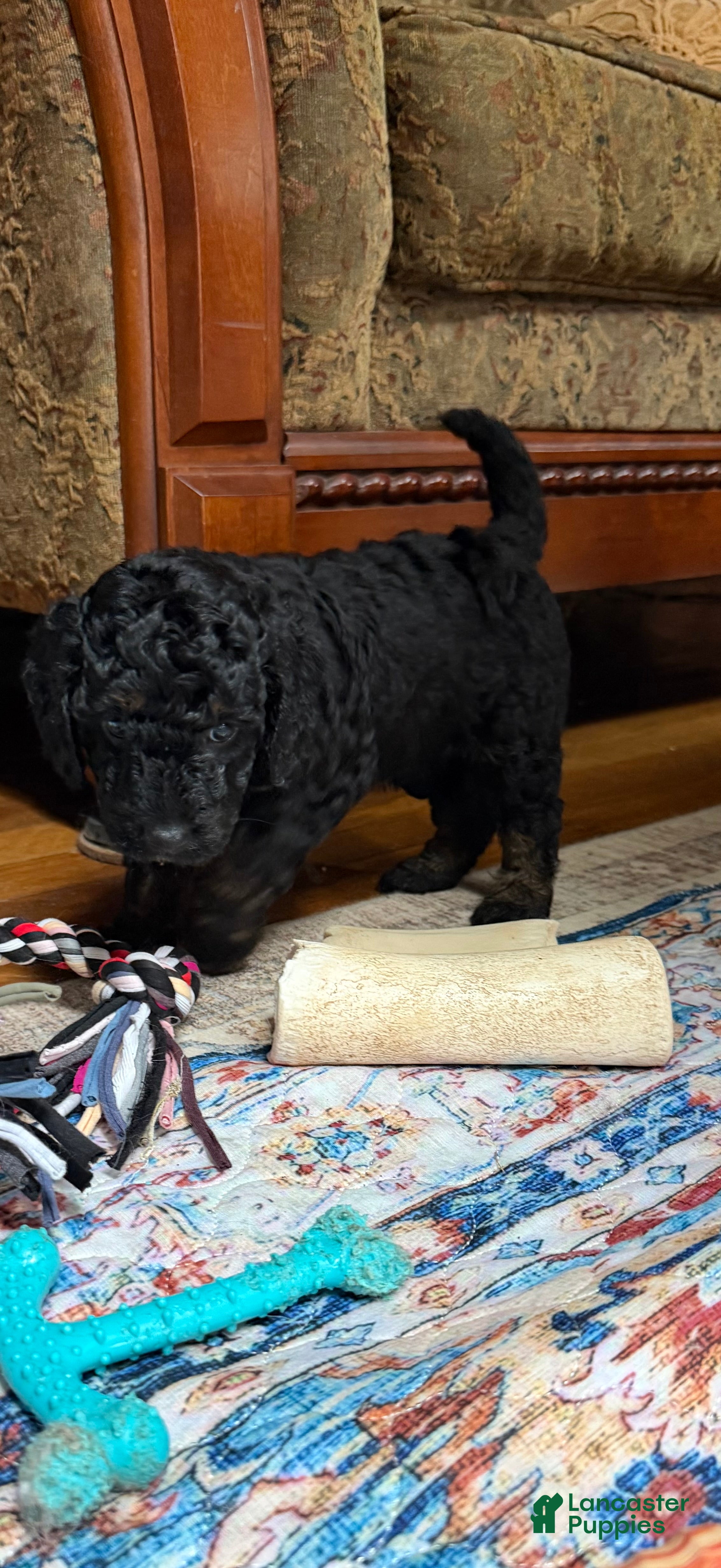Aussiedoodle dogs Cirie - Ad 2