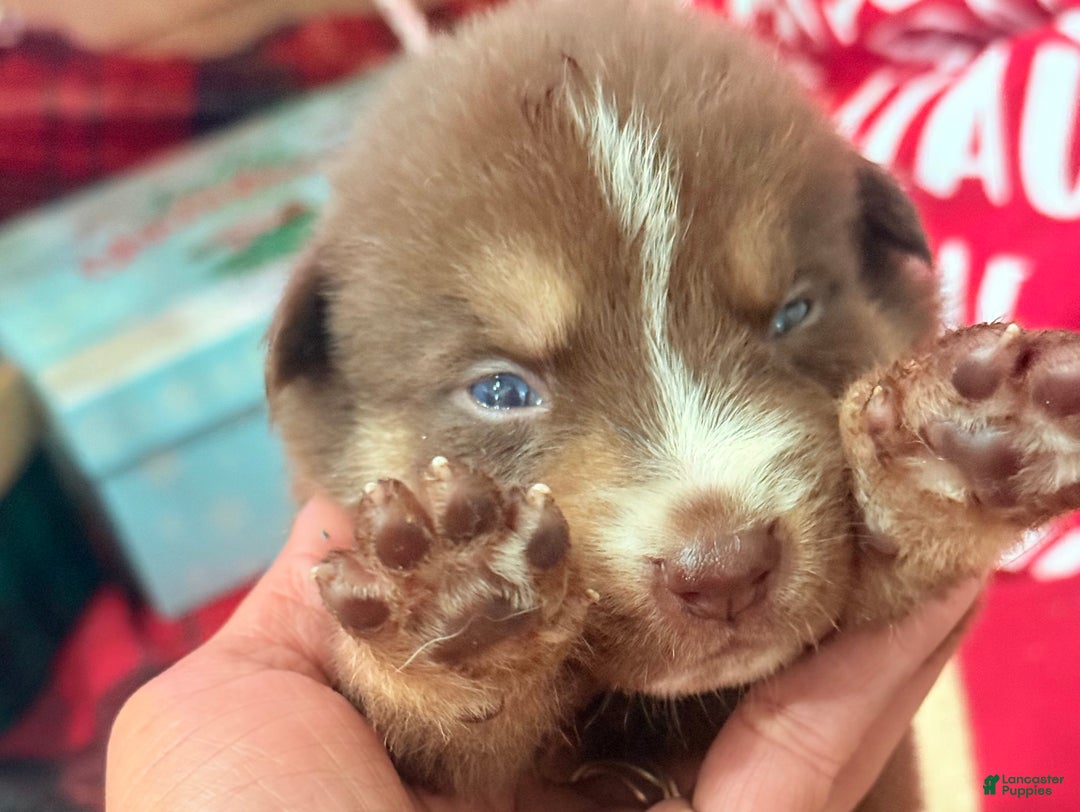 Gerberian Shepsky dogs for sale: Gerberian Shepsky Puppy 1 - Ad 27