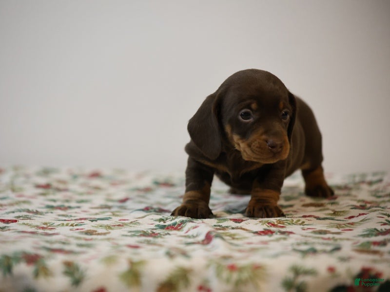 Miniature Dachshund dogs Braden - Ad 30
