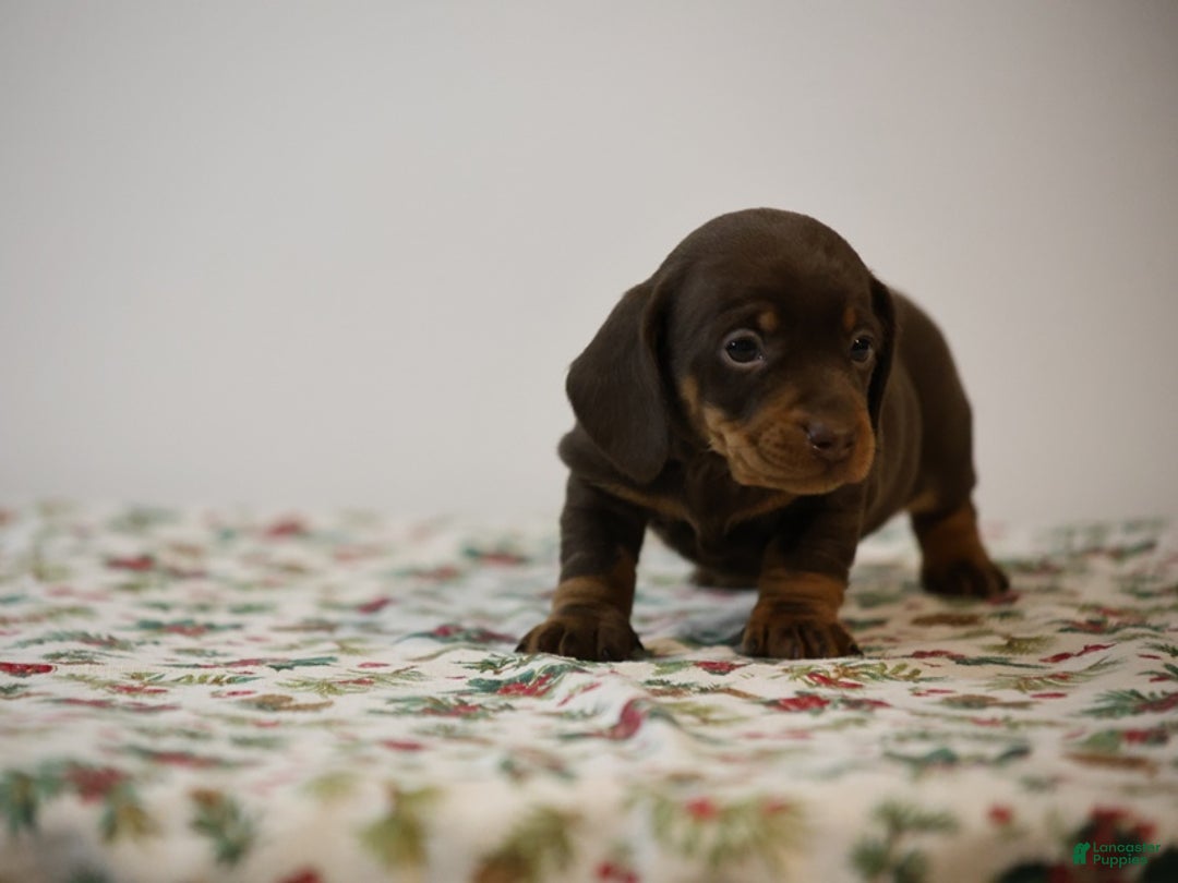 Miniature Dachshund dogs for sale: Braden - Ad 1