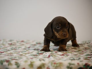 Miniature Dachshund dogs Braden - Ad 30