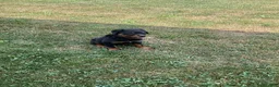 Rottweiler dogs for sale: Abby - Ad 8
