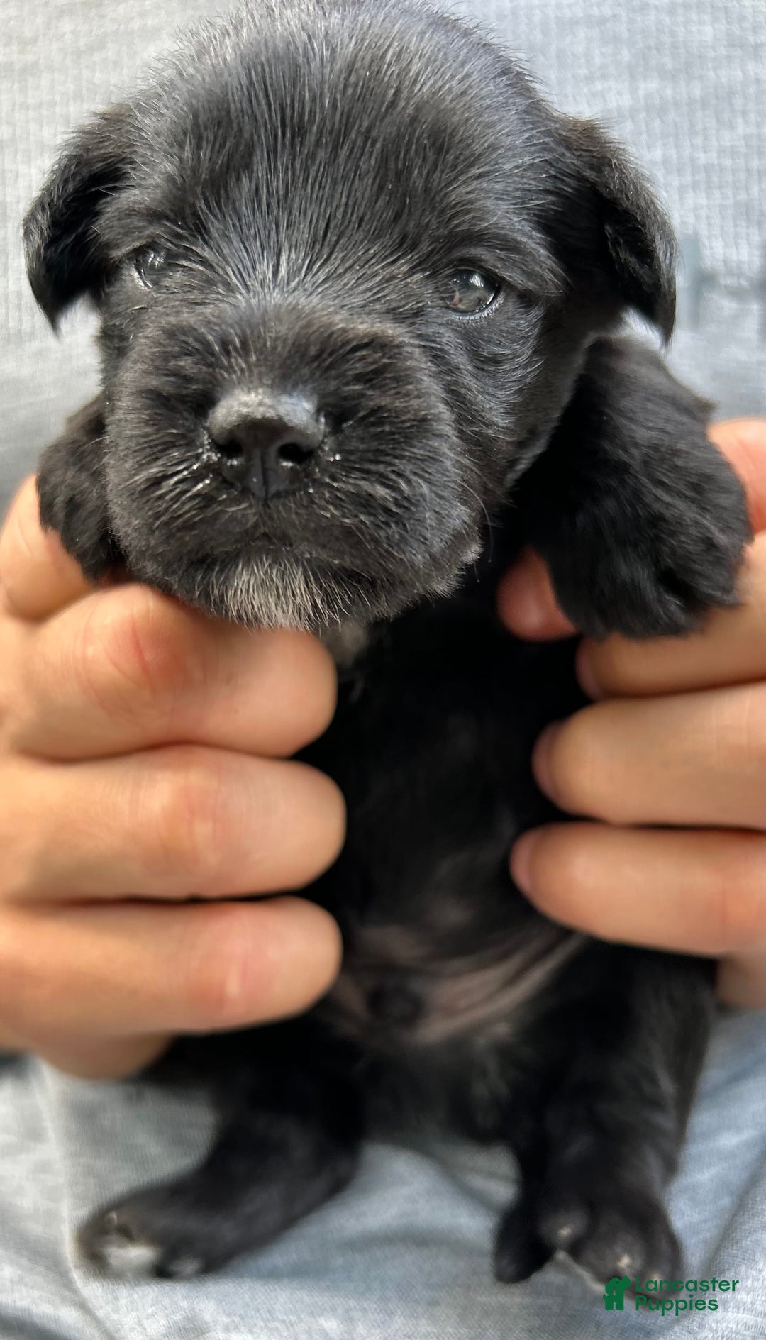 Miniature Schnauzer dogs for sale: Buddy - Ad 4