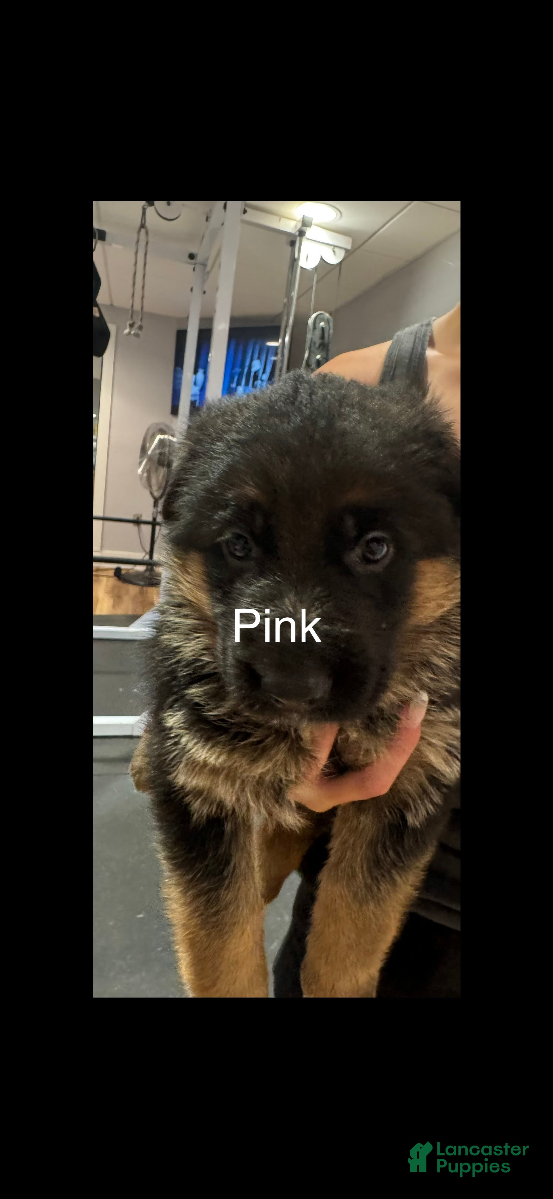 German Shepherd dogs Pink - Ad 1