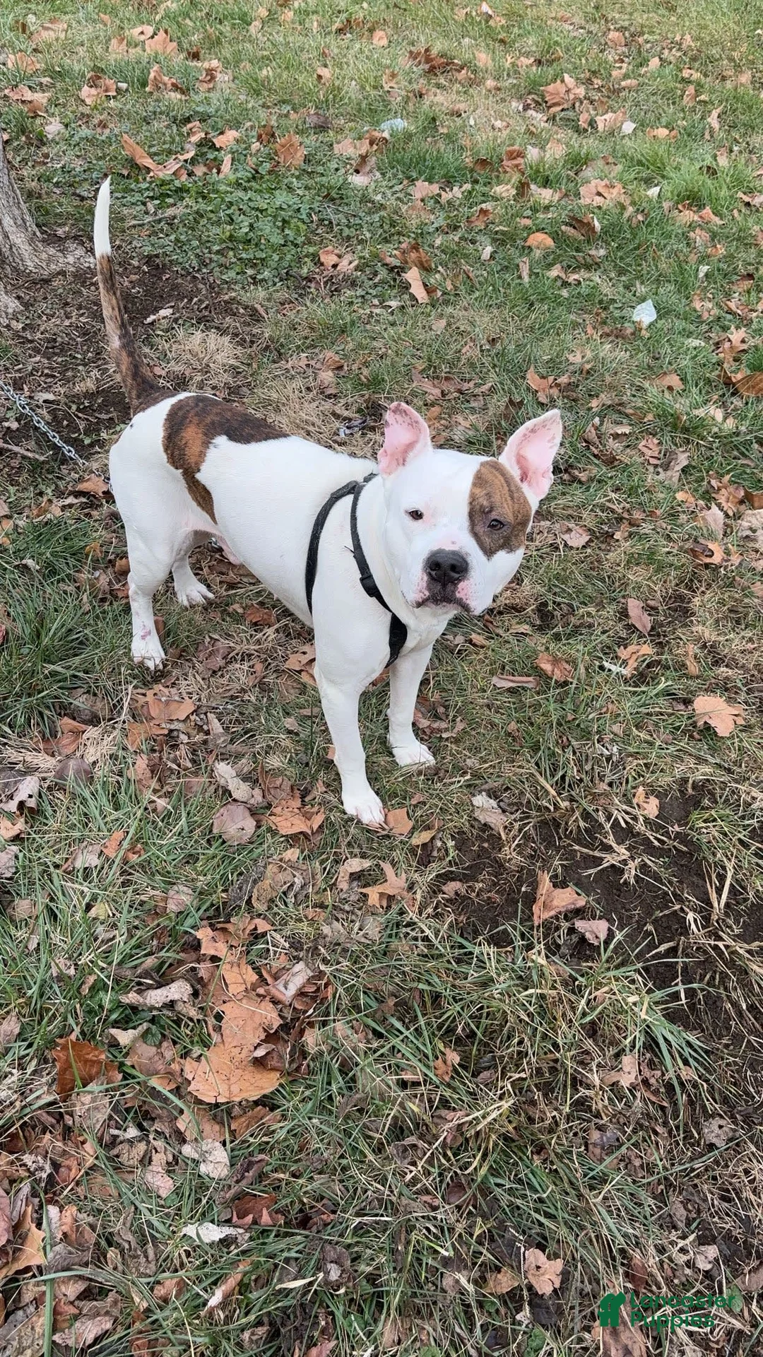 Gallery Image {{count}}