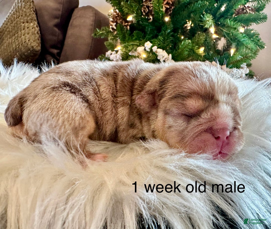 English Bulldog dogs for sale: Teddy - Ad 5