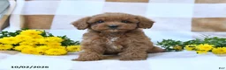Cockapoo dogs for sale: Marvin - Ad 3