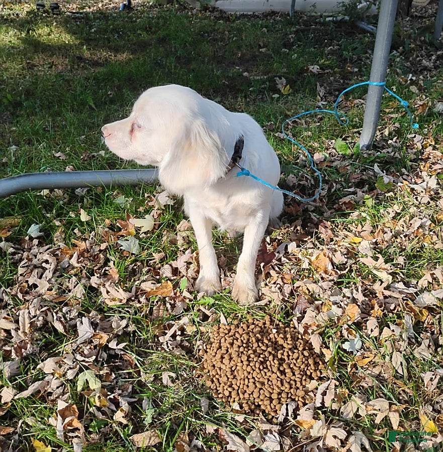 Mixed Breed dogs for sale: Petey - Ad 2