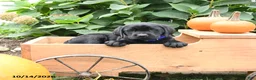 Labrador Retriever dogs for sale: Tucker - Ad 4